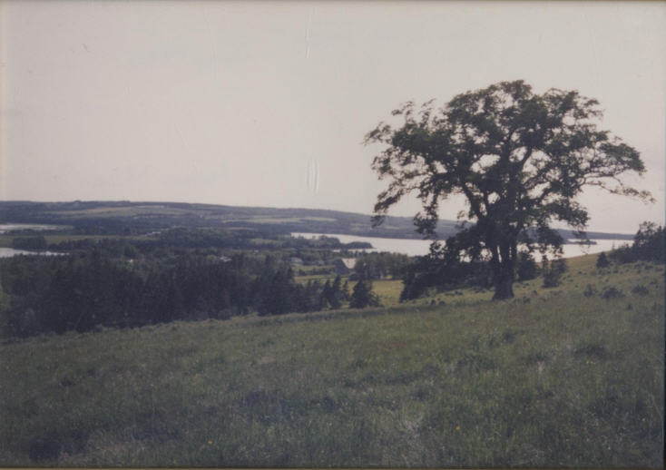 The Old Elm Tree