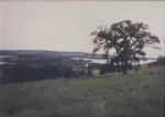 The old elm tree on the mountain