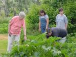 Joan_s garden2