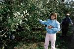 apple pickin