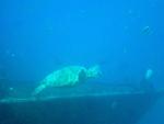 Turtle in Oahu